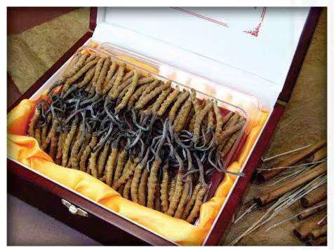 临夏县冬虫夏草回收